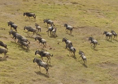 Serengeti Wildebeest Migration Aerial Photo