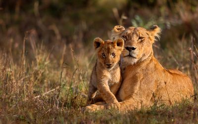 A Tender Moment Between a Lioness and a Cub in Ngorongoro Crater, Tanzania