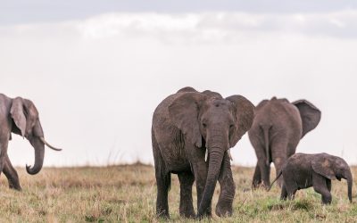 African Elephants in Ngorongoro Crater