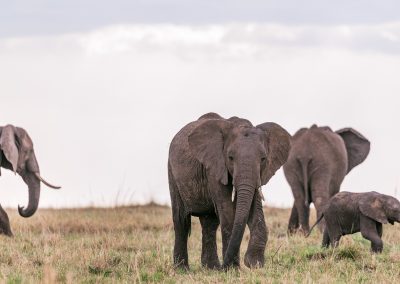 7-Day Ngorongoro and Serengeti Budget Safari