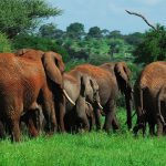 Big Elephant Family in Tarangire National Park, Arusha, Tanzania