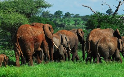 Big Elephant Family in Tarangire National Park, Arusha, Tanzania