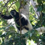 Black and White Colobus in Arusha National Park