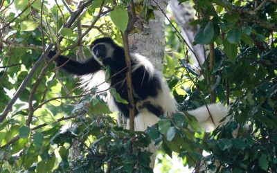 Black and White Colobus in Arusha National Park