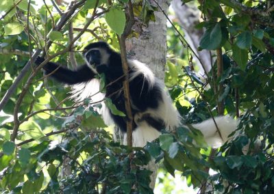 Arusha National Park Day Trip