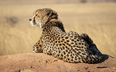 Cheetah resting in Serengeti Plain