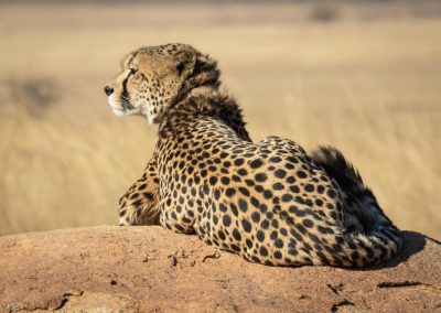8-Day Diamond Luxury Safari and Cultural Experience