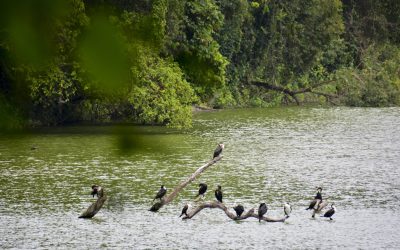 Lake Duluti Walking and Bird Watching Tour