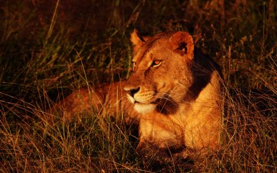 Lioness in Serengeti, Tanzania