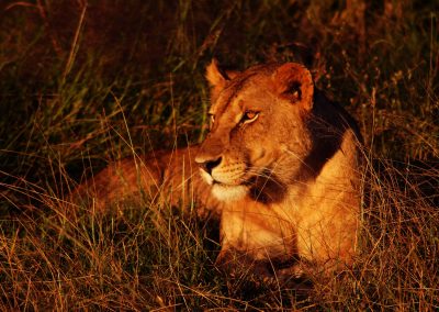 6-Day Tanzania Luxury Safari for Families