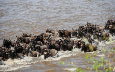 Mara River Crossing Wildebeest Migration