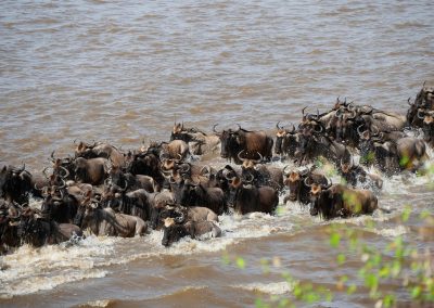 Full Serengeti Great Migration Safari, 13Days