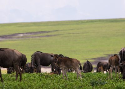 Ngorongoro Crater Day Trip