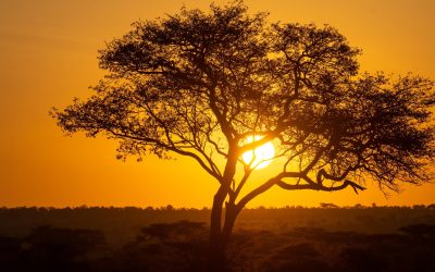 Tanzania Tanzanite Safari in Savannah Land