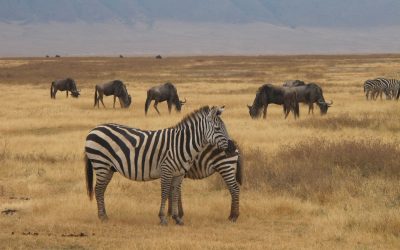 Zebra and Wildebeest Grazing in Ngorongoro Crater
