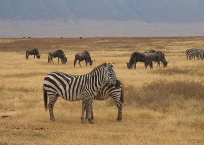 7-Day Tanzania Standard Wildlife Photographic Safari