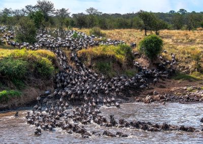 Wildebeest Crossing River Mara, Tanzania